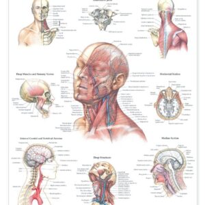 Head and Neck Anatomical Chart