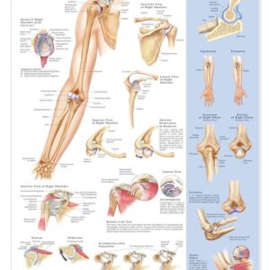 Shoulder and Elbow Anatomical Chart