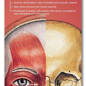 Anatomical Chart Company's Illustrated Pocket Anatomy: The Muscular & Skeletal Systems Study Guide
