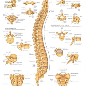 The Vertebral Column Anatomical Chart
