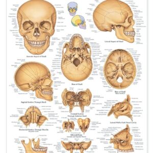 The Human Skull Anatomical Chart
