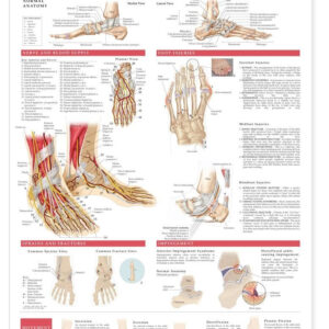 Anatomy and Injuries of the Foot and Ankle