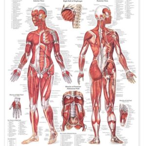 The Female Muscular System Anatomical Chart