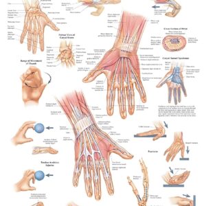 Hand and Wrist Anatomical Chart