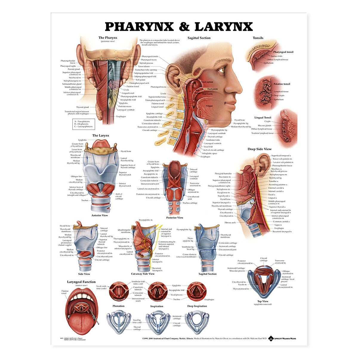 Pharynx & Larynx Anatomical Chart