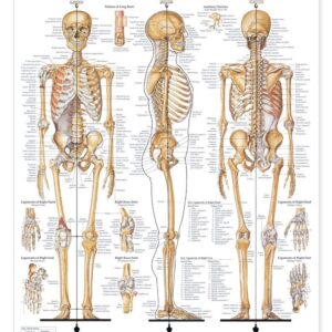 The Skeletal System Giant Chart