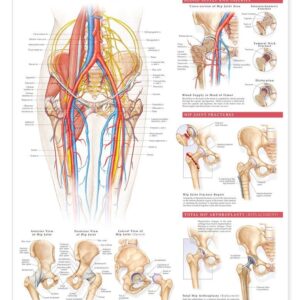 Anatomy and Injuries of The Hip Anatomical Chart