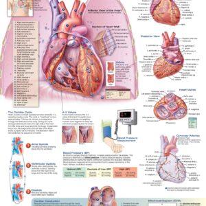 The Heart Anatomical Chart