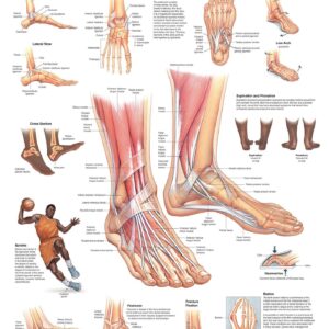 Foot and Ankle Anatomical Chart