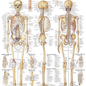 The Skeletal System Anatomical Chart